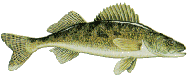 Fishing Links